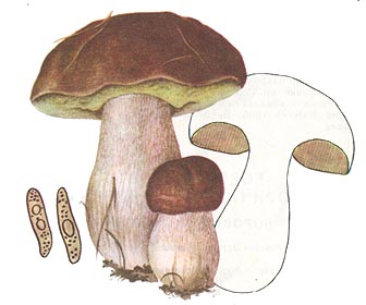Білий гриб (боровик)
