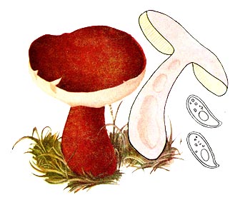 Заячий гриб (гіропор каштановий)