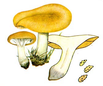 Павутинник мінливий
